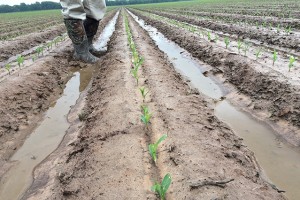 Water stands between the raised beds of corn verification plot. (Photo: Kevin Lawson/University of Arkansas System Division of Agriculture)